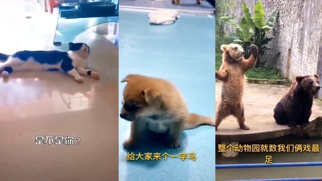 遥控泰迪熊恶搞视频，泰迪熊整蛊