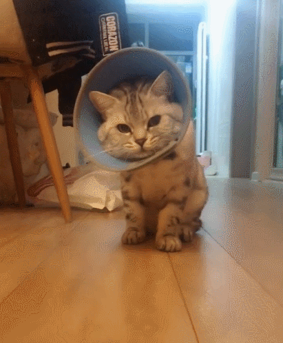 生活趣事,卖萌,萌宠,喵星人