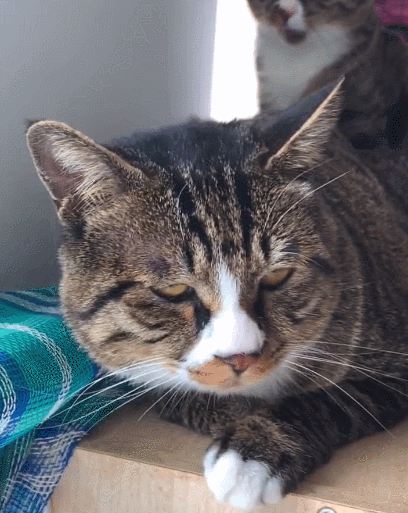 特别调皮有趣且魅力四射的小猫咪,傻乎乎的小动作,赢得了大家的喜爱!