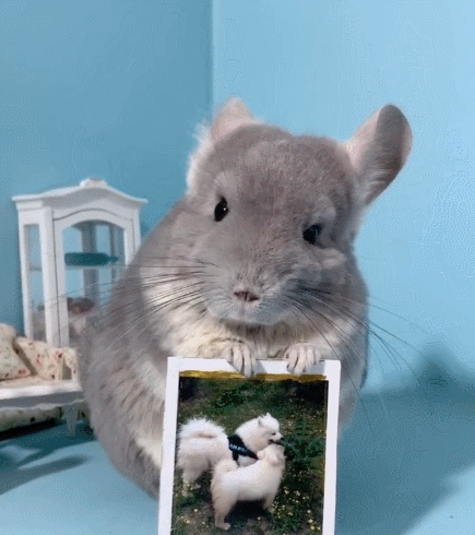 特别有趣且冰雪聪明的小龙猫,搞怪的小表情,看起来非常开心!
