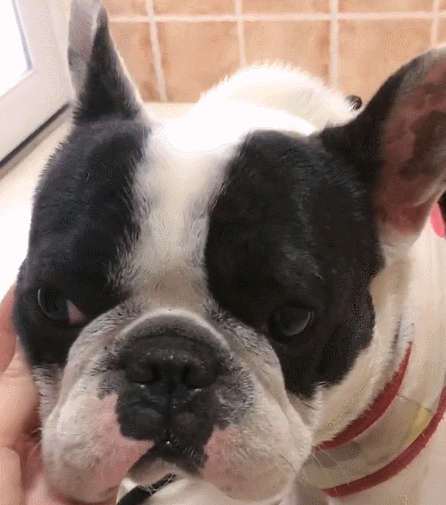 阅读全文 点赞             爱生活爱搞笑,旅行箱和未来 关心本