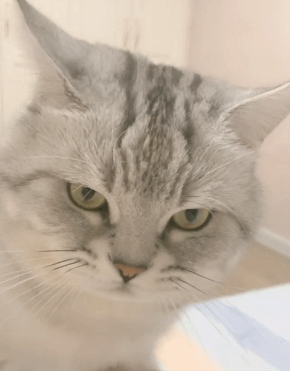 十分调皮可爱且顽皮好动的小猫咪,看这小模样,美到令人窒息!