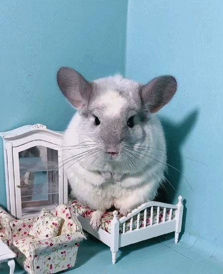 迷人的龙猫,看这小神态,不愧是最呆萌的宠物!