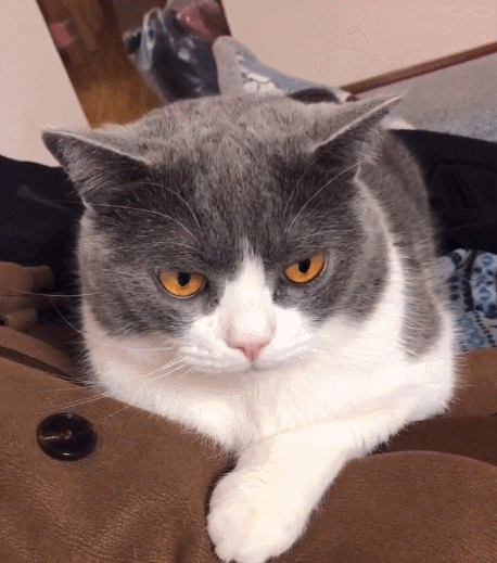 特别可爱且调皮捣蛋的小猫,呆萌萌的脸色,真是一个小顽皮!