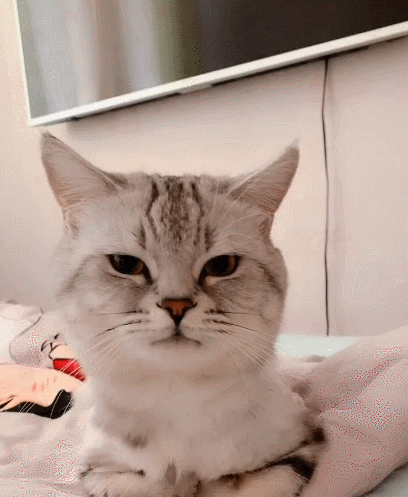 万分可爱的小萌猫,伸着小脑袋张望着,小家伙这是在搞怪吧!