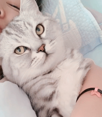 喵星人,萌宠,生活趣事,二货