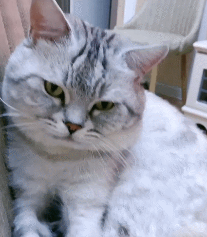 软萌调皮的小花猫,看它憨憨的表情,真是一只小可爱!