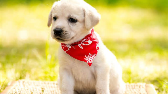 0?fmt=jpg&size=30&h=360&w=640&ppv=1