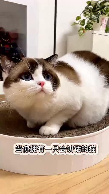梦境解析，梦见一只会说话的猫咪意味着什么？