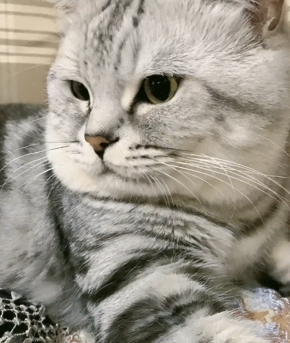 娇小可人的小喵喵,看它憨憨的表情,简直可爱到极致了!