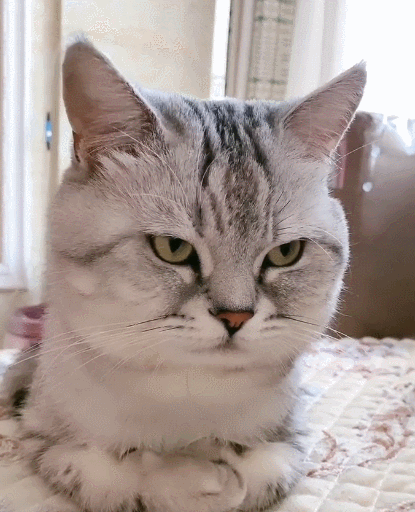 小花猫着实是太惹人喜爱了,呆呆萌萌的姿态,真像一个小笨蛋!