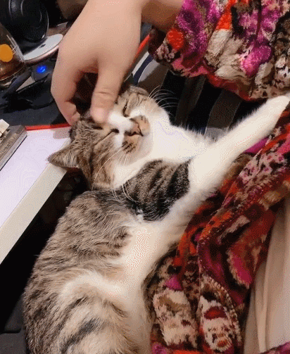 生活趣事,卖萌,萌宠,喵星人