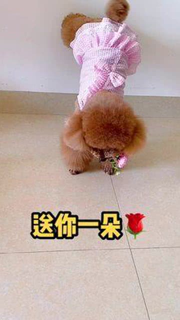 是宠物更是家人 萌宠 小花花送给最美的你