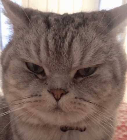 喜欢主人的小猫咪,瞧这水汪汪的眼睛,也太逗了吧!