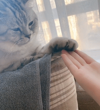 冰雪聪明的喵星人,瞧着迷人的毛发,真是一只可爱的小猫咪!