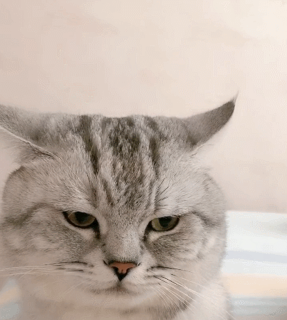 聪明帅气的小猫咪,看它憨憨的样子,真是无敌小可爱!