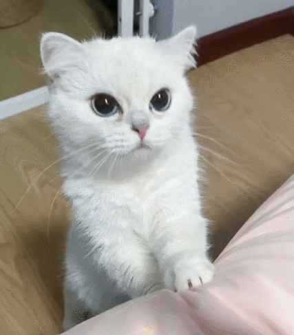 聪明帅气的小猫咪,这呆萌的小表情,太惹人喜爱了.