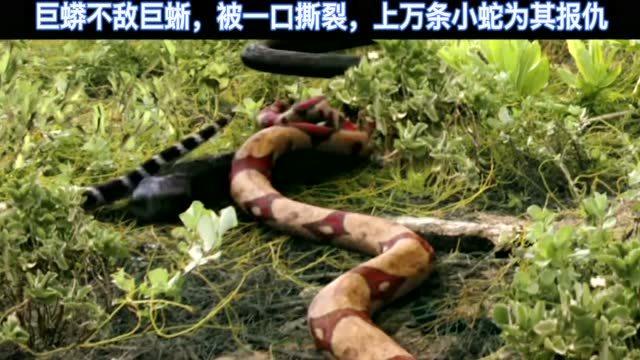 梦境解析，梦见大蟒蛇与众多小蛇围攻的深层含义