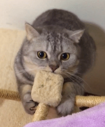 我是没见过这么可爱的小猫咪看这俏皮的小模样你却是它的整个世界