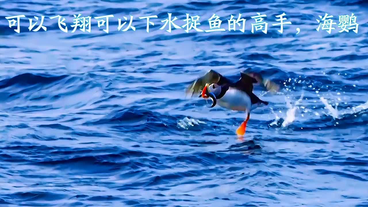 梦境之谜，解读梦见下水抓鱼的深层含义