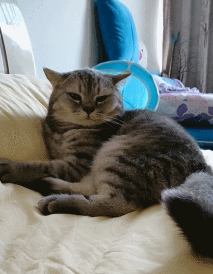 聪明蠢萌的小猫咪,瞧这憨憨的小表情,真是超级可爱!