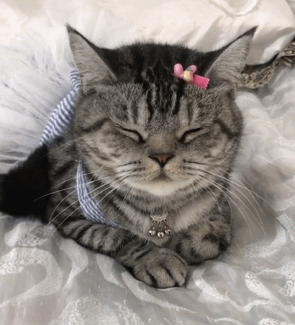 特别可爱的小猫咪,瞧这呆萌的小模样,内心却特别的强大!