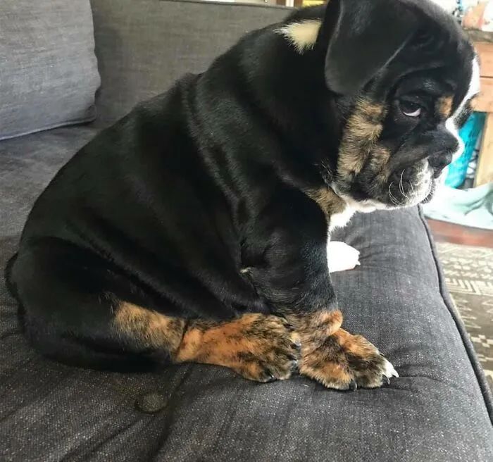 15只生气的狗狗 即使它们不开心 看起来也萌萌的 天天要闻