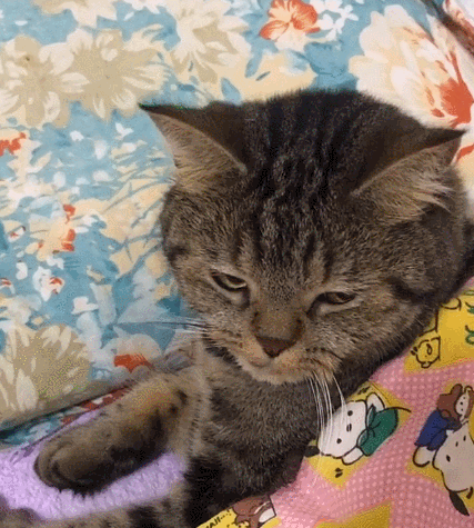 娇小玲珑的小花猫,一脸软萌的小表情,真是太漂亮了.