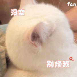 表情包|今天是超级可爱的动物gif