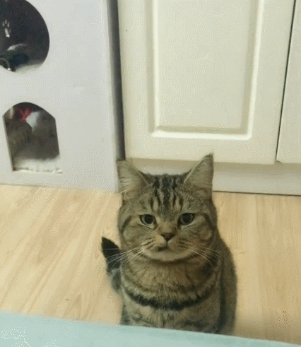 软萌调皮的小花猫,看它憨憨的表情,简直萌化人心啊!