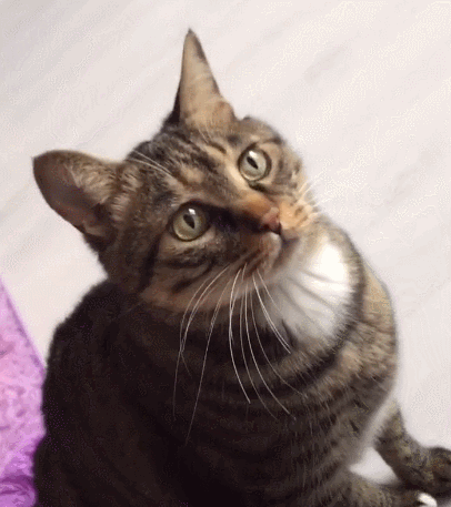 世界上最受欢迎的小萌猫,圆溜溜的大眼睛,看了不笑你就厉害.