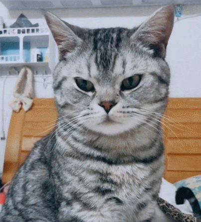 幸福可爱的小猫咪,虎头虎脑胖嘟嘟的,真的是让人笑出声啊!