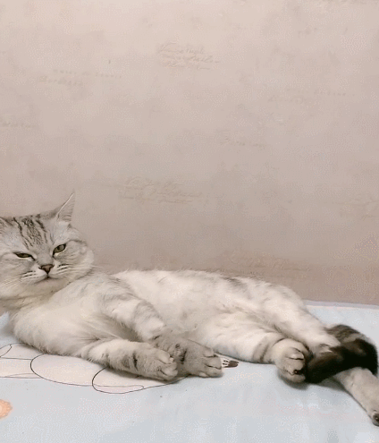 十分可爱的小花猫,这傻傻的样子,真是太招人喜爱了!