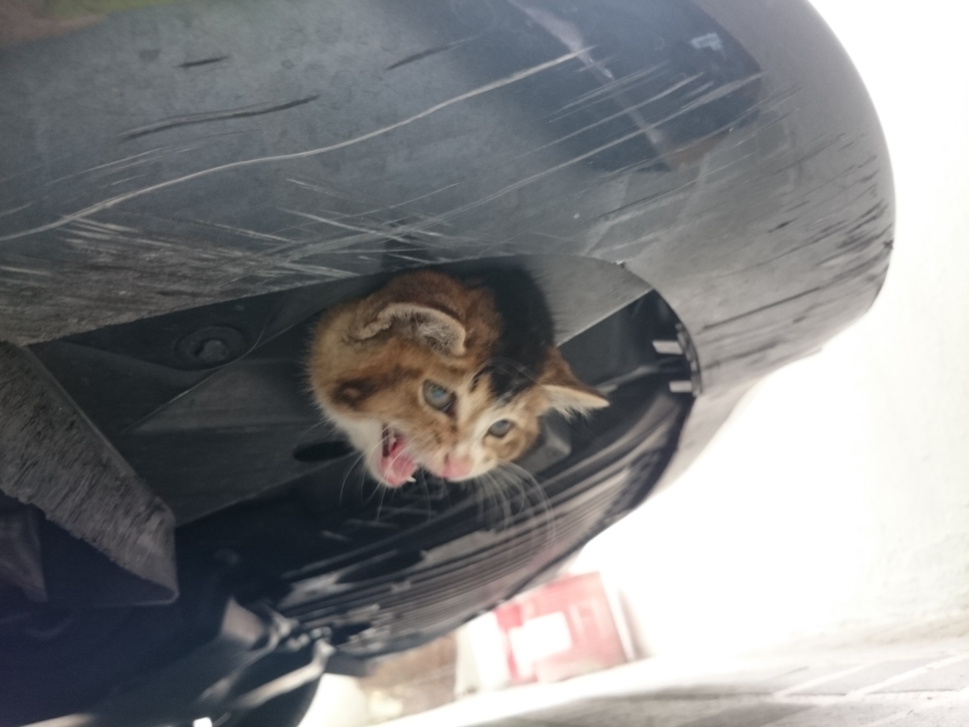 The Weather Turns Cold And Stray Cats Love To Hide In The Car 3 Steps Can Save The Cat S Life Please Daydaynews