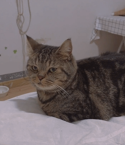 喵星人真的是太帅气啦,瞧这憨憨的小表情,简直可爱极了呢!