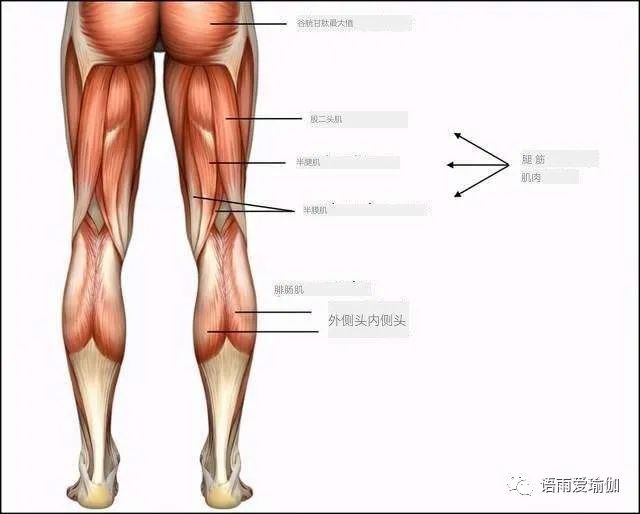 10个拉伸腿筋的瑜伽动作,瘦腿的同时还提高灵活性!