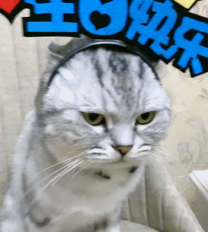 超级可爱的小猫咪,这呆萌的小表情,简直是萌化人心啊!