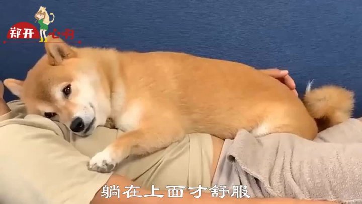 过年行李恶搞视频，过年行李恶搞视频大全