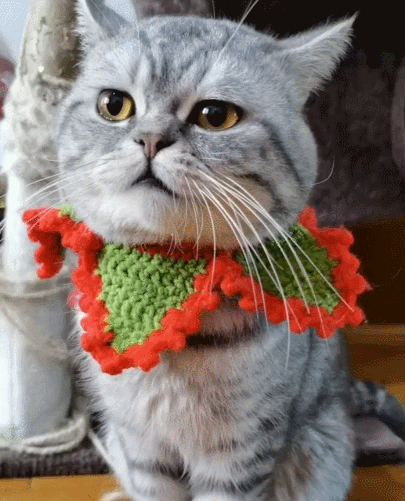 特别可爱且伶俐乖巧的小猫咪,看这帅气的样子,真的太让人喜欢了!