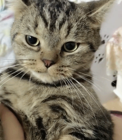 无比有趣的小喵喵,它憨态可掬的表情憨憨程度爆表,真的好逗啊!