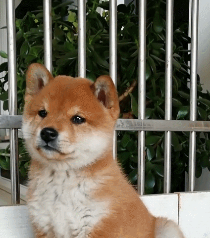 聪明伶俐的小狗狗,这呆萌的小模样,简直可爱到爆了!