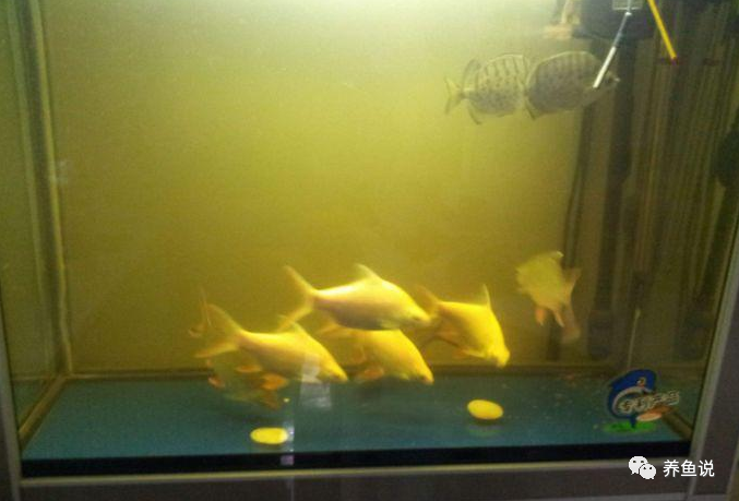 How To Solve The Aquarium Yellow Water Changing The Water May Not Solve It Have You Encountered These 3 Common Situations Daydaynews