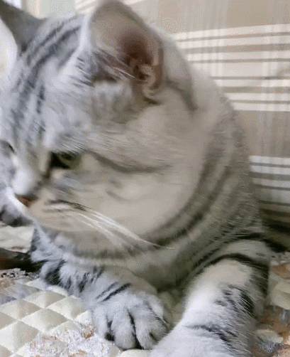 生活趣事,卖萌,萌宠,喵星人