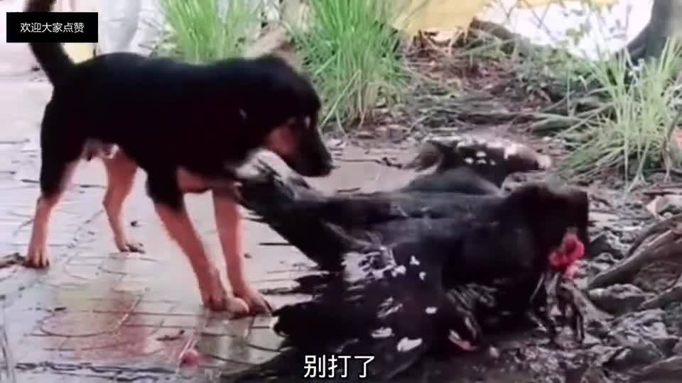 脱口秀段子人与狗打架，脱口秀段子人与狗打架视频