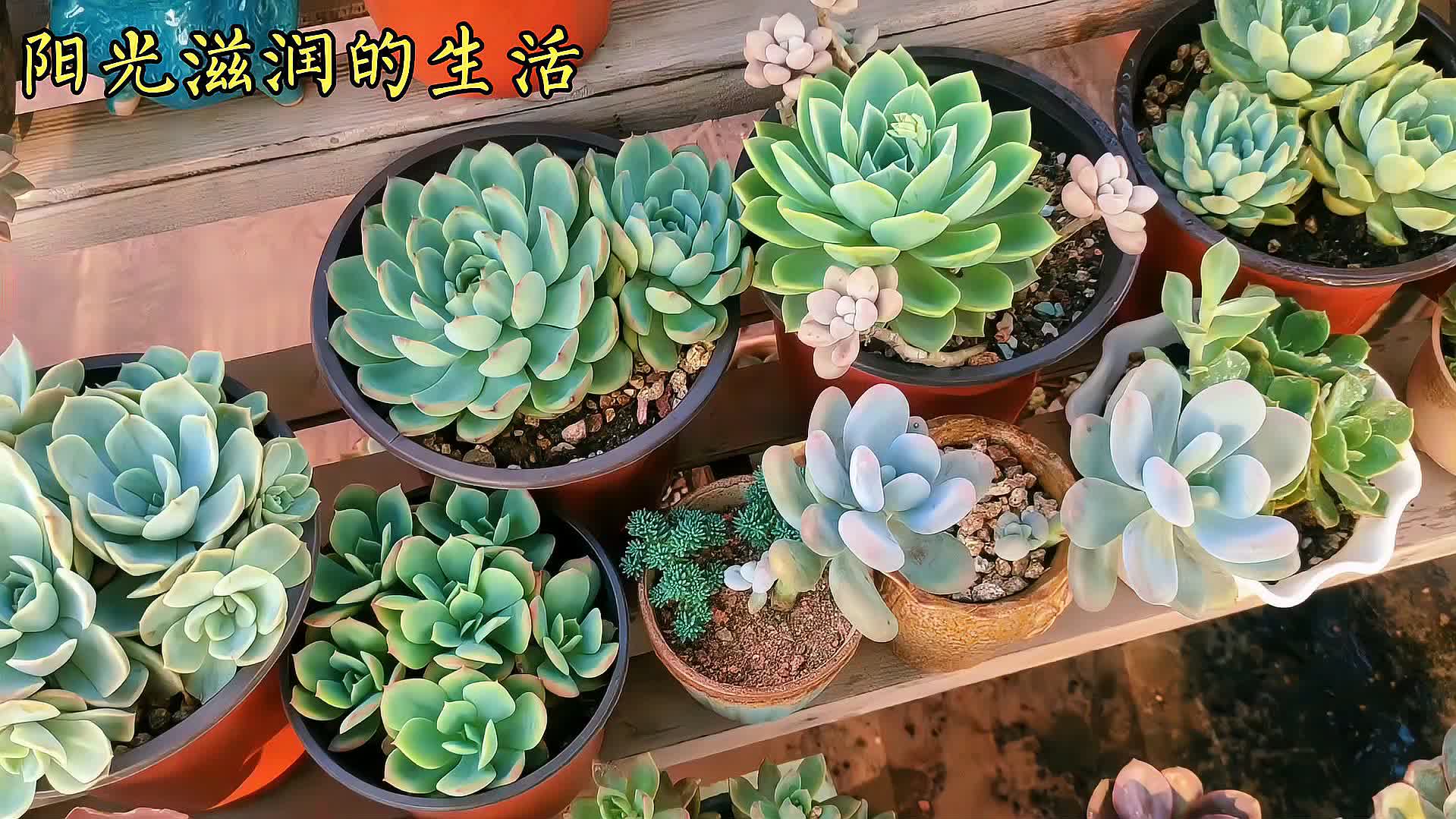 0?fmt=jpg&size=220&h=1079&w=1919&ppv=1