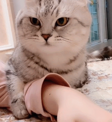 喵星人,萌宠,生活趣事,二货