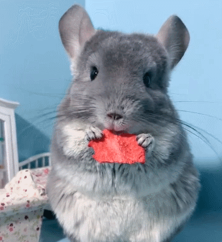 活泼机灵的小龙猫,这软萌的小模样,真是个可爱的小家伙!