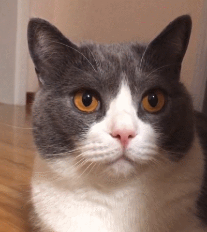 二货,萌宠,生活趣事,喵星人