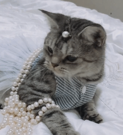 小花猫好可爱啊,玉树临风的架势,真是一个小笨蛋!