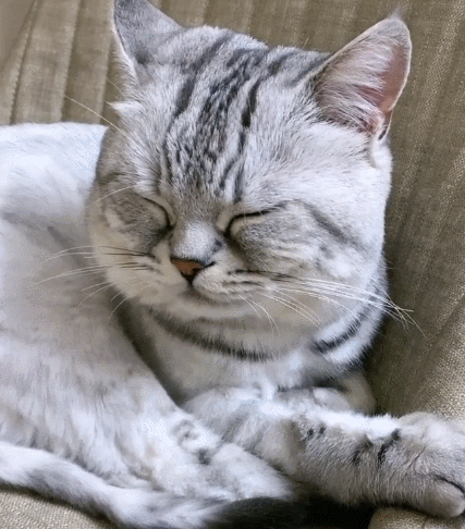 魅力四射的小猫咪,一脸软萌的小表情,确实是太好笑了!